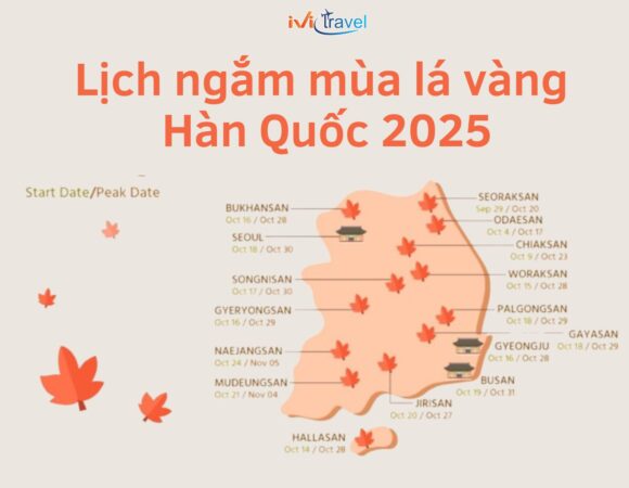 Lịch ngắm mùa lá vàng Hàn Quốc 2025 – Trải nghiệm thu vàng tuyệt đẹp