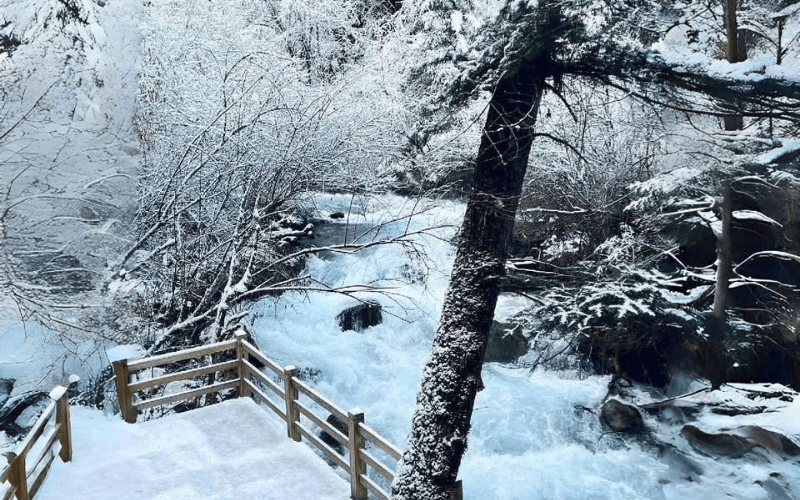 cửu trại câu mùa đông