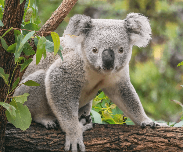 DU LỊCH ÚC : MONO SYDNEY 1