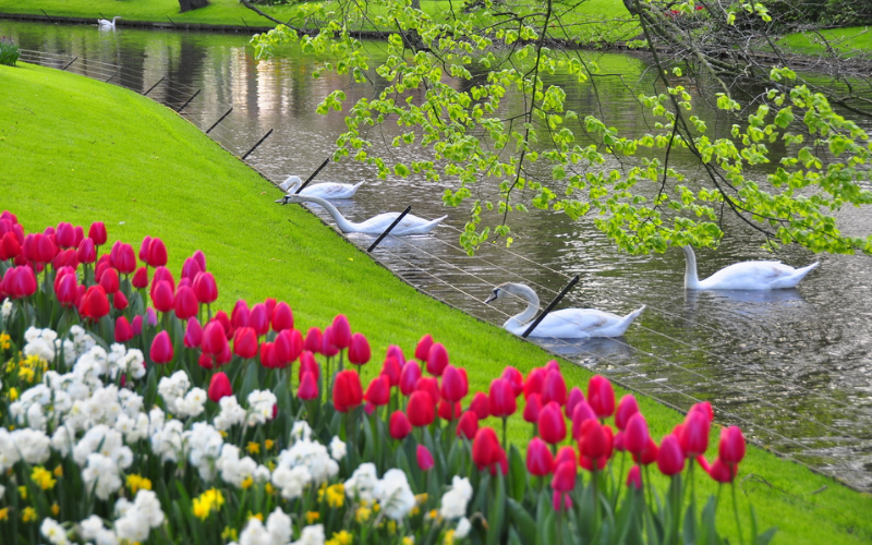 Vườn Keukenhof ở Lisse, Hà Lan.